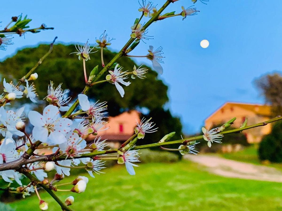 Tenuta Agricola Fraschiera Villa Massa Marittima Ngoại thất bức ảnh